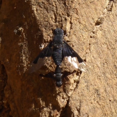 Balaana sp. (genus) (Bee Fly) at Cotter River, ACT - 31 Dec 2018 by Christine