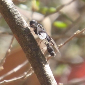 Balaana sp. (genus) at Cotter River, ACT - 31 Dec 2018 09:35 AM