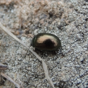 Chrysolina quadrigemina at Tuggeranong DC, ACT - 1 Nov 2018 07:43 PM