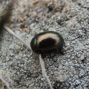 Chrysolina quadrigemina at Tuggeranong DC, ACT - 1 Nov 2018