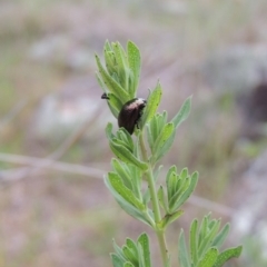 Chrysolina quadrigemina at Tuggeranong DC, ACT - 1 Nov 2018 07:43 PM