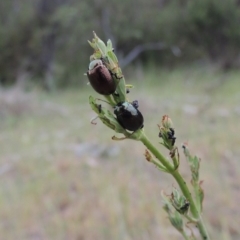 Chrysolina quadrigemina (Greater St Johns Wort beetle) at Tuggeranong DC, ACT - 1 Nov 2018 by michaelb