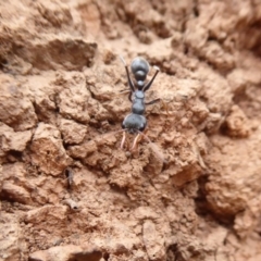 Myrmecia sp., pilosula-group (Jack jumper) at Namadgi National Park - 30 Dec 2018 by Christine