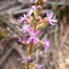 Stylidium montanum (Alpine Triggerplant) at Cotter River, ACT - 30 Dec 2018 by Christine