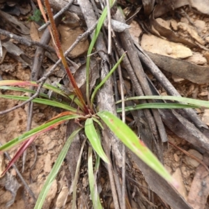 Stylidium montanum at Cotter River, ACT - 31 Dec 2018 10:05 AM