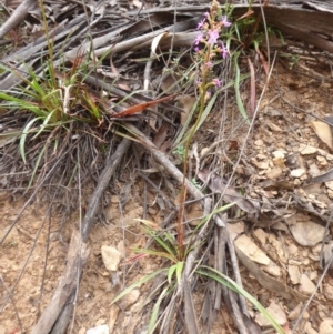 Stylidium montanum at Cotter River, ACT - 31 Dec 2018 10:05 AM