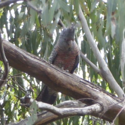 Callocephalon fimbriatum (Gang-gang Cockatoo) at Cotter River, ACT - 31 Dec 2018 by Christine