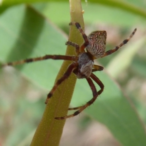 Araneinae (subfamily) at Cotter River, ACT - 31 Dec 2018 10:22 AM