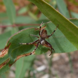 Araneinae (subfamily) at Cotter River, ACT - 31 Dec 2018 10:22 AM