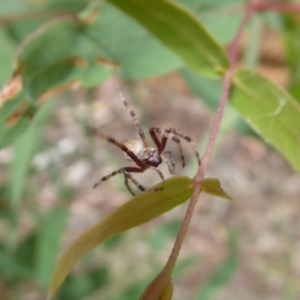 Araneinae (subfamily) at Cotter River, ACT - 31 Dec 2018 10:22 AM