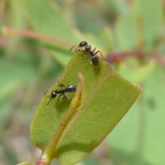 Anonychomyrma sp. (genus) (Black Cocktail Ant) at Namadgi National Park - 30 Dec 2018 by Christine