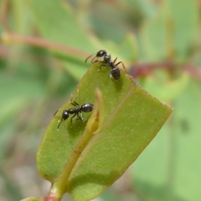Anonychomyrma sp. (genus) (Black Cocktail Ant) at Namadgi National Park - 30 Dec 2018 by Christine
