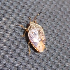 Anischys luteovarius (A shield bug) at Cotter River, ACT - 30 Dec 2018 by Christine