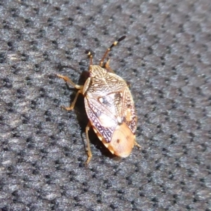 Anischys luteovarius at Cotter River, ACT - 31 Dec 2018 10:59 AM