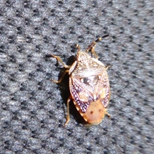 Anischys luteovarius at Cotter River, ACT - 31 Dec 2018