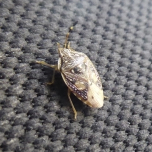 Anischys luteovarius at Cotter River, ACT - 31 Dec 2018 10:59 AM