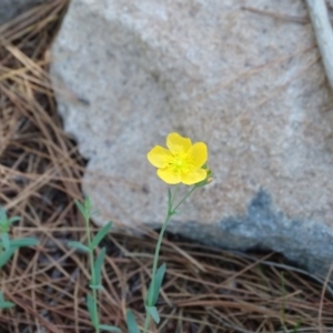 Hypericum gramineum at Isaacs, ACT - 1 Jan 2019