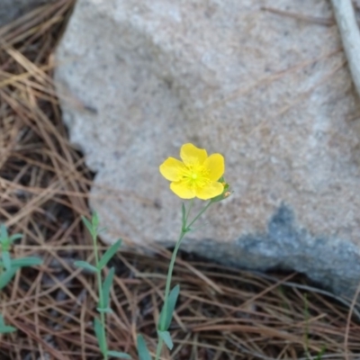 Hypericum gramineum (Small St Johns Wort) at Isaacs, ACT - 1 Jan 2019 by Mike