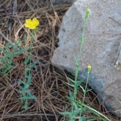 Hypericum gramineum at Isaacs, ACT - 1 Jan 2019