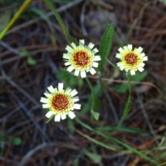 Tolpis barbata (Yellow Hawkweed) at Isaacs, ACT - 1 Jan 2019 by Mike