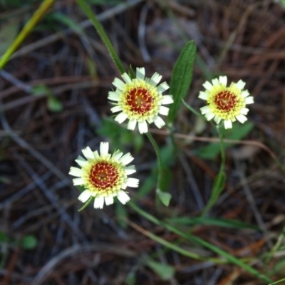 Tolpis barbata (Yellow Hawkweed) at Isaacs, ACT - 1 Jan 2019 by Mike