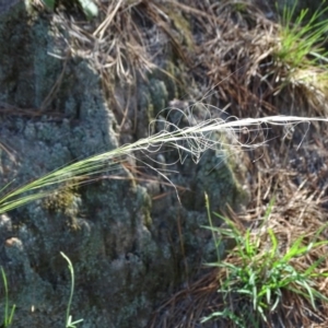 Austrostipa scabra subsp. falcata at Isaacs, ACT - 1 Jan 2019