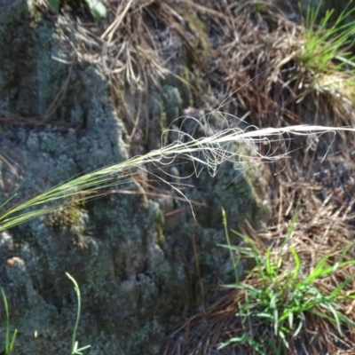 Austrostipa scabra subsp. falcata (Rough Spear-grass) at Isaacs, ACT - 1 Jan 2019 by Mike