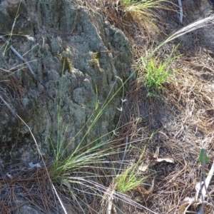 Austrostipa scabra subsp. falcata at Isaacs, ACT - 1 Jan 2019 09:47 AM