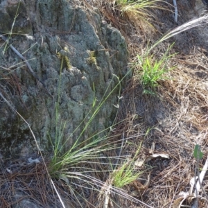 Austrostipa scabra subsp. falcata at Isaacs, ACT - 1 Jan 2019