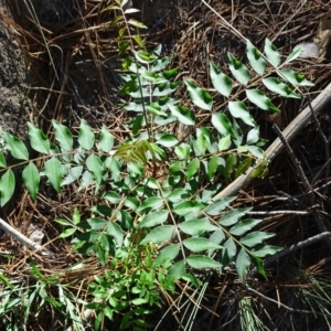 Pistacia chinensis at Isaacs, ACT - 1 Jan 2019