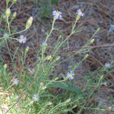 Vittadinia cuneata var. cuneata (Fuzzy New Holland Daisy) at Isaacs, ACT - 1 Jan 2019 by Mike