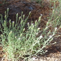 Vittadinia cuneata var. cuneata at Isaacs, ACT - 1 Jan 2019 10:00 AM