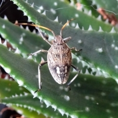 Pentatomidae (family) (Shield or Stink bug) at Isaacs, ACT - 26 Feb 2018 by galah681