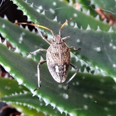 Pentatomidae (family) (Shield or Stink bug) at Isaacs, ACT - 26 Feb 2018 by galah681