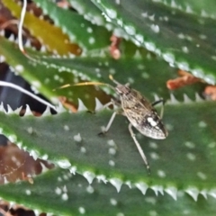 Pentatomidae (family) at Isaacs, ACT - 26 Feb 2018