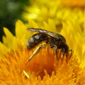 Lasioglossum (Chilalictus) sp. (genus & subgenus) at Isaacs, ACT - 26 Dec 2018