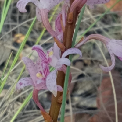 Dipodium roseum (Rosy Hyacinth Orchid) at Lake George, NSW - 1 Jan 2019 by MPennay