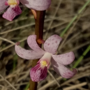 Dipodium roseum at Lake George, NSW - suppressed