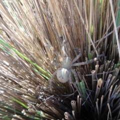 Sparassidae (family) (A Huntsman Spider) at Sth Tablelands Ecosystem Park - 28 Feb 2018 by galah681