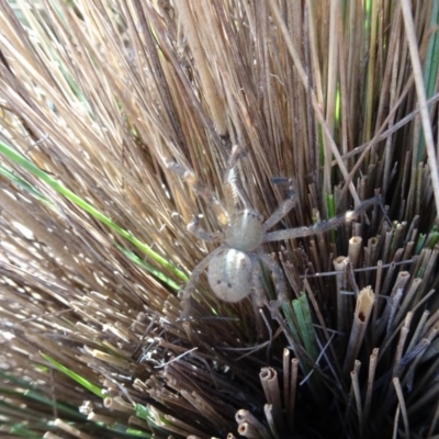 Sparassidae (family) (A Huntsman Spider) at Molonglo Valley, ACT - 1 Mar 2018 by galah681