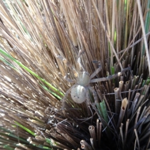 Sparassidae (family) at Molonglo Valley, ACT - 1 Mar 2018