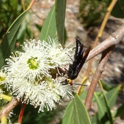 Scolia (Discolia) verticalis (Yellow-headed hairy flower wasp) at Molonglo Valley, ACT - 1 Mar 2018 by galah681