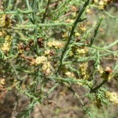 Maireana microphylla at Beard, ACT - 2 Jan 2019