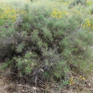 Maireana microphylla at Beard, ACT - 2 Jan 2019