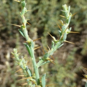 Sclerolaena muricata at Beard, ACT - 2 Jan 2019