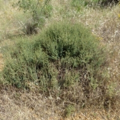 Sclerolaena muricata at Beard, ACT - 2 Jan 2019