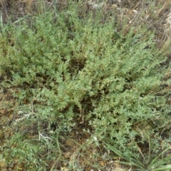 Atriplex semibaccata (Creeping Saltbush) at Beard, ACT - 2 Jan 2019 by RWPurdie