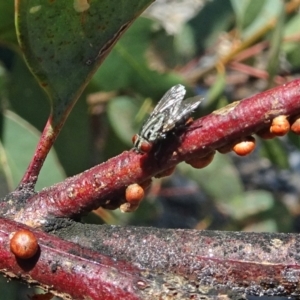 Musca vetustissima at Molonglo Valley, ACT - 20 Dec 2018