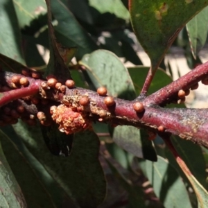 Eriococcus coriaceus at Molonglo Valley, ACT - 20 Dec 2018 10:12 AM