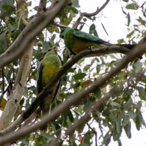 Psephotus haematonotus at Chapman, ACT - 31 Dec 2018